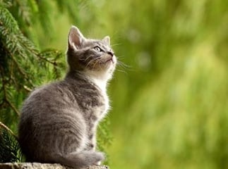 chat aveugle